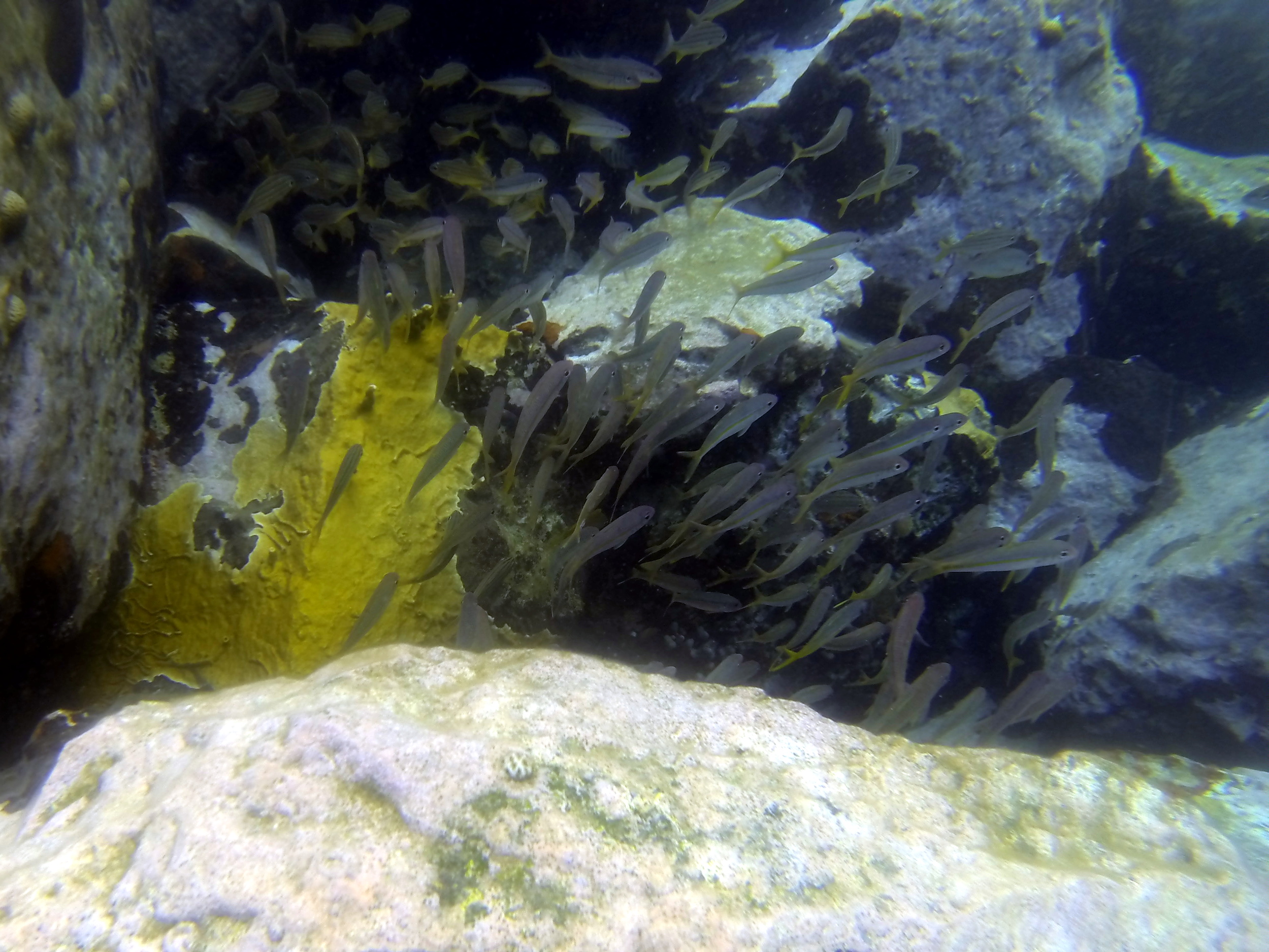 Yellowtail Snapper